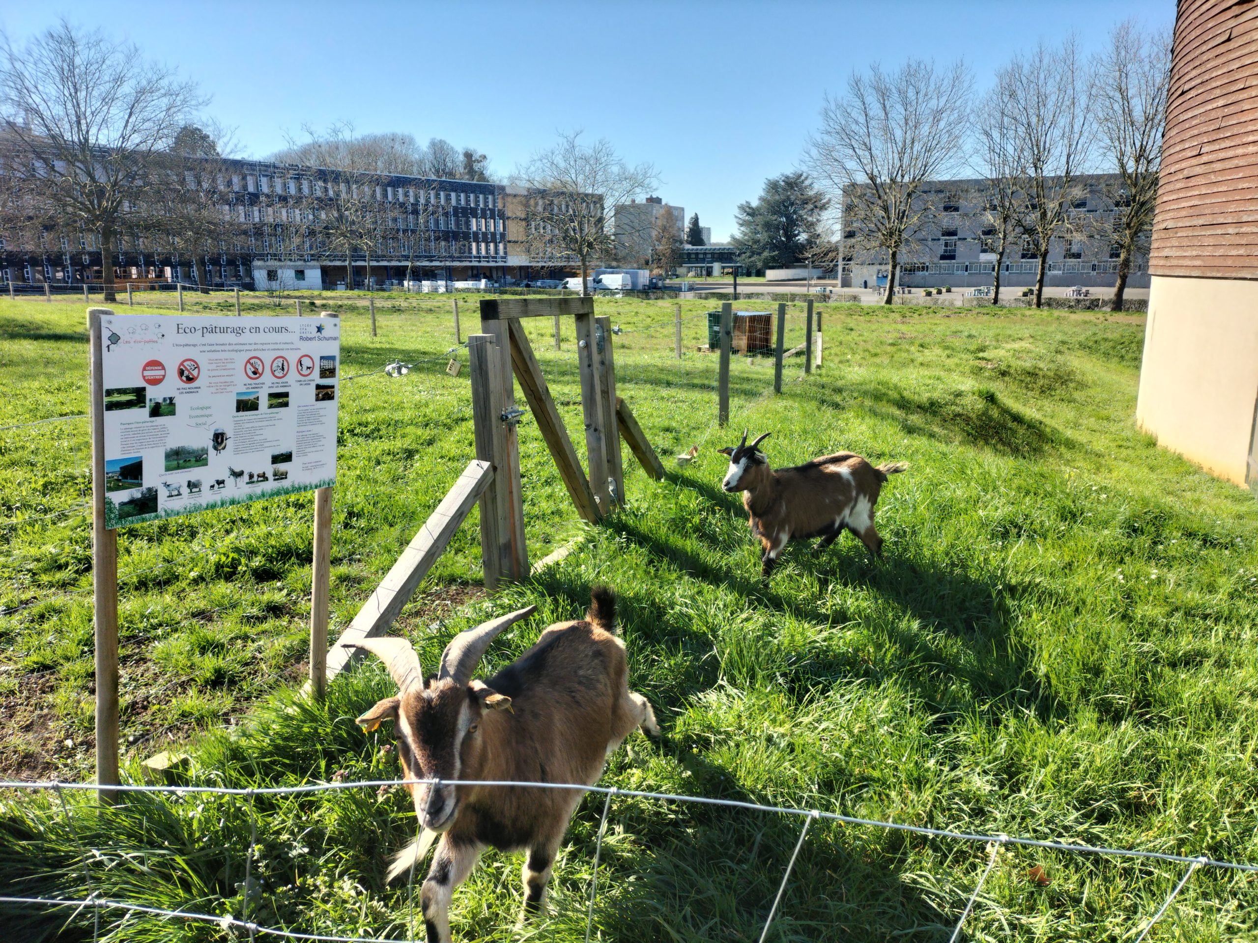 Après les moutons, des chèvres au Lycée Schuman (Metz)