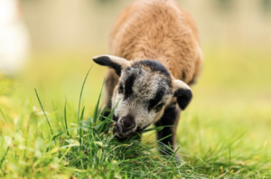 Lire la suite à propos de l’article Nous recherchons un terrain !